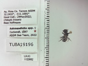  ( - UAIC1153662)  @11 [ ] by (2023) Wendy Moore University of Arizona Insect Collection