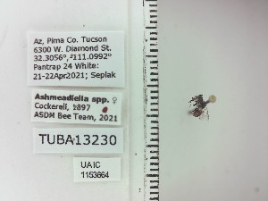 ( - UAIC1153664)  @11 [ ] by (2023) Wendy Moore University of Arizona Insect Collection