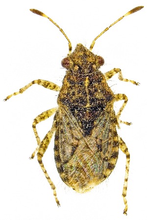  (Arhyssus parvicornis - UAIC1159016)  @11 [ ] Copyright  Salvador Vitanza Unspecified