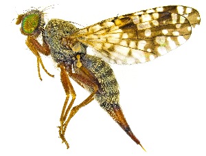  ( - UAIC1159057)  @11 [ ] Copyright  Salvador Vitanza Unspecified