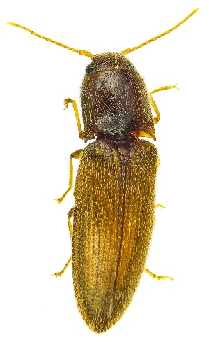  ( - UAIC1159114)  @11 [ ] Copyright  Salvador Vitanza Unspecified