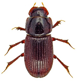  ( - UAIC1159154)  @11 [ ] Copyright  Salvador Vitanza Unspecified