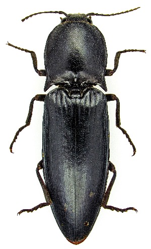  ( - UAIC1159156)  @11 [ ] Copyright  Salvador Vitanza Unspecified