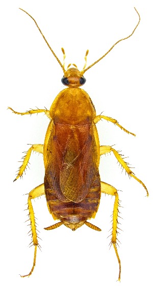  ( - UAIC1159259)  @11 [ ] Copyright  Salvador Vitanza Unspecified