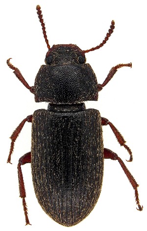  ( - UAIC1159393)  @11 [ ] Copyright  Salvador Vitanza Unspecified