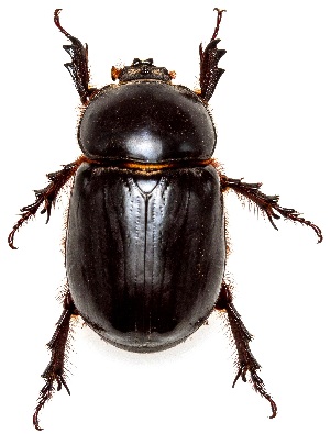  (Xyloryctes thestalus - UAIC1159397)  @11 [ ] Copyright  Salvador Vitanza Unspecified