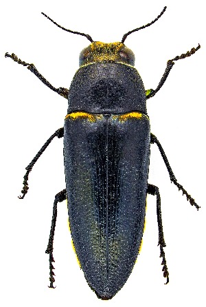  ( - UAIC1159452)  @11 [ ] Copyright  Salvador Vitanza Unspecified