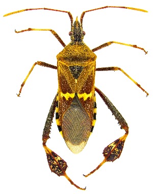  ( - UAIC1159507)  @11 [ ] Copyright  Salvador Vitanza Unspecified