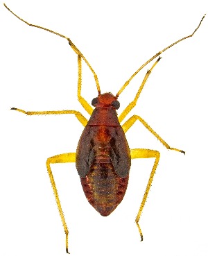  ( - UAIC1159642)  @11 [ ] Copyright  Salvador Vitanza Unspecified