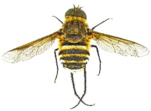  (Exoprosopa argentifasciata - UAIC1159649)  @11 [ ] Copyright  Salvador Vitanza Unspecified