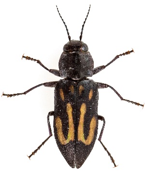  (Melanophila consputa - UAIC1159703)  @11 [ ] Copyright  Salvador Vitanza Unspecified