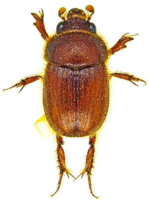  ( - UAIC1159792)  @11 [ ] Copyright  Salvador Vitanza Unspecified