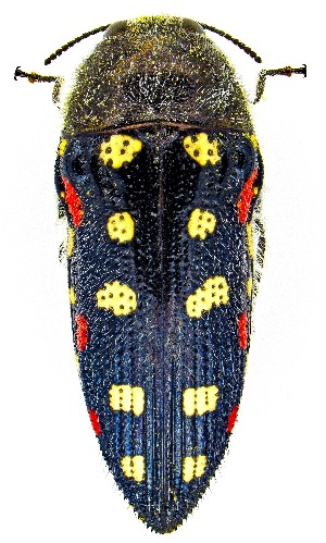  ( - UAIC1159793)  @11 [ ] Copyright  Salvador Vitanza Unspecified