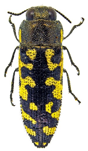  ( - UAIC1159794)  @11 [ ] Copyright  Salvador Vitanza Unspecified