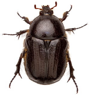  ( - UAIC1159842)  @11 [ ] Copyright  Salvador Vitanza Unspecified