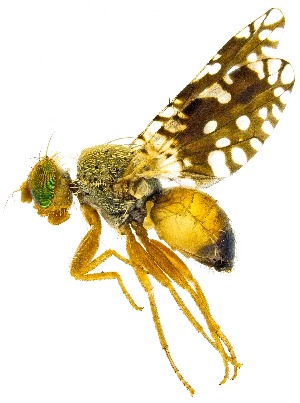  (Euaresta bellula - UAIC1159895)  @11 [ ] Copyright  Salvador Vitanza Unspecified