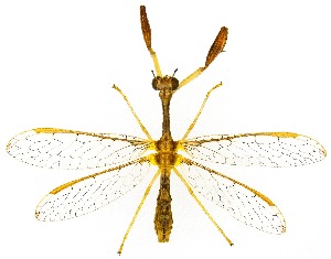  ( - UAIC1159986)  @11 [ ] Copyright  Salvador Vitanza Unspecified