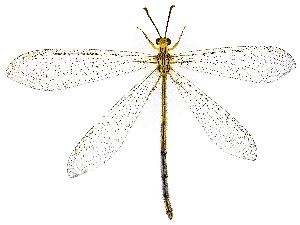  ( - UAIC1159993)  @11 [ ] Copyright  Salvador Vitanza Unspecified