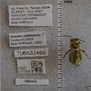  ( - UAIC1177064)  @11 [ ] by (2024) Unspecified Arizona-Sonora Desert Museum