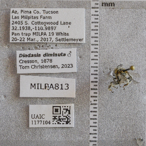  ( - UAIC1177104)  @11 [ ] CC BY (2025) Arizona-Sonora Desert Museum Arizona-Sonora Desert Museum