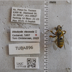  ( - UAIC1177108)  @11 [ ] CC BY (2025) Arizona-Sonora Desert Museum Arizona-Sonora Desert Museum