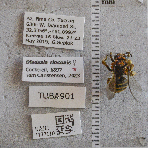  ( - UAIC1177110)  @11 [ ] CC BY (2025) Arizona-Sonora Desert Museum Arizona-Sonora Desert Museum