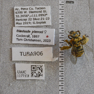  (Diadasia piercei - UAIC1177111)  @11 [ ] CC BY (2025) Arizona-Sonora Desert Museum Arizona-Sonora Desert Museum