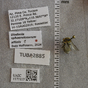  (Diadasia sphaeralcearum/affinis - UAIC1177117)  @11 [ ] CC BY (2025) Arizona-Sonora Desert Museum Arizona-Sonora Desert Museum