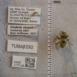  ( - UAIC1177120)  @11 [ ] CC BY (2025) Arizona-Sonora Desert Museum Arizona-Sonora Desert Museum