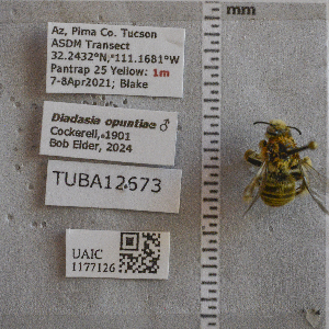  (Diadasia opuntiae/piercei - UAIC1177126)  @11 [ ] CC BY (2025) Arizona-Sonora Desert Museum Arizona-Sonora Desert Museum