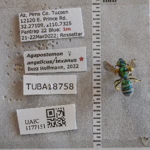  (Agapostemon angelicus/texanus - UAIC1177151)  @11 [ ] CC BY (2025) Arizona-Sonora Desert Museum Arizona-Sonora Desert Museum