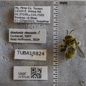  ( - UAIC1177161)  @11 [ ] CC BY (2025) Arizona-Sonora Desert Museum Arizona-Sonora Desert Museum