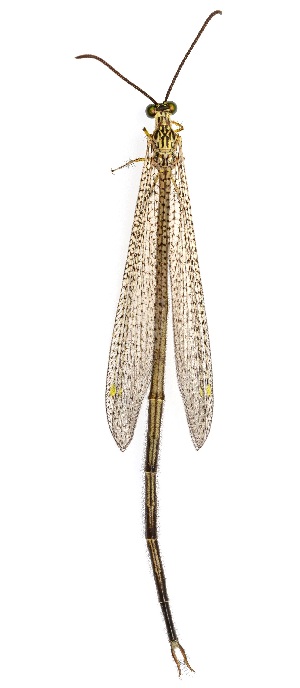  (Brachynemurus versutus - UAIC1184017)  @11 [ ] Copyright  Salvador Vitanza Unspecified