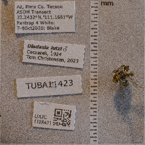  (Bombus sonorus - UAIC1188431)  @11 [ ] CC BY (2025) Arizona-Sonora Desert Museum Arizona-Sonora Desert Museum