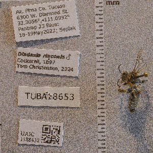  ( - UAIC1188432)  @11 [ ] CC BY (2025) Arizona-Sonora Desert Museum Arizona-Sonora Desert Museum