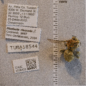  ( - UAIC1188433)  @11 [ ] CC BY (2025) Arizona-Sonora Desert Museum Arizona-Sonora Desert Museum