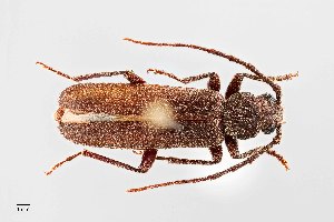  (Arhopalus rusticus - UAIC1125701)  @11 [ ] by (2021) Wendy Moore University of Arizona Insect Collection