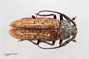  (Trichocnemis spiculatus neomexicanus - UAIC1125703)  @11 [ ] by (2021) Wendy Moore University of Arizona Insect Collection