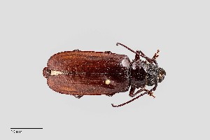  (Nothopleurus madericus - UAIC1125709)  @11 [ ] by (2021) Wendy Moore University of Arizona Insect Collection