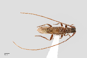  (Methia arizonica - UAIC1125711)  @11 [ ] by (2021) Wendy Moore University of Arizona Insect Collection