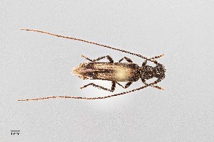 (Methia mormona - UAIC1125712)  @11 [ ] by (2021) Wendy Moore University of Arizona Insect Collection