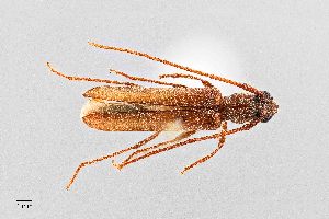 (Oeme rigida - UAIC1125714)  @11 [ ] by (2021) Wendy Moore University of Arizona Insect Collection