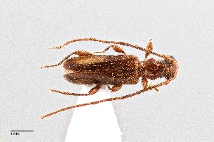  (Obrium constricticollis - UAIC1125716)  @11 [ ] by (2021) Wendy Moore University of Arizona Insect Collection
