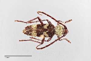  ( - UAIC1125719)  @11 [ ] by (2021) Wendy Moore University of Arizona Insect Collection