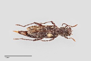  (Xylotrechus sagittatus - UAIC1125721)  @11 [ ] by (2021) Wendy Moore University of Arizona Insect Collection