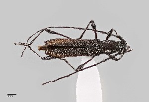  (Rhopalophora bicolorella - UAIC1125722)  @11 [ ] by (2021) Wendy Moore University of Arizona Insect Collection