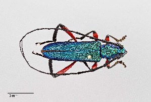 (Plinthocoelium suaveolens - UAIC1125724)  @11 [ ] by (2021) Wendy Moore University of Arizona Insect Collection