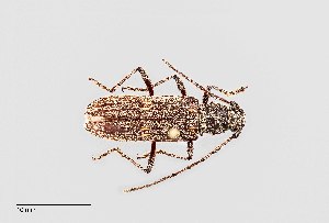  (Eburia linsleyi - UAIC1125725)  @11 [ ] by (2021) Wendy Moore University of Arizona Insect Collection