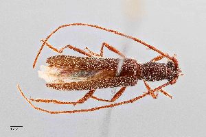  (Aneflomorpha cazieri - UAIC1125730)  @11 [ ] by (2021) Wendy Moore University of Arizona Insect Collection