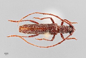  (Aneflomorpha parkeri - UAIC1125732)  @11 [ ] by (2021) Wendy Moore University of Arizona Insect Collection